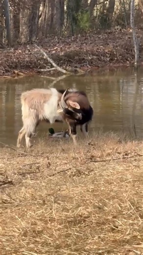 It makes us so happy when our buyers stay in touch with us! Even if we get a disappointing report, it helps us plan and adjust. Of course, we much prefer the good reports! This almost-two-year-old buck left us at 7 months old to be a herd sire in Kentucky and he is doing great. He grew into a beautiful, productive buck like his sire, SRS Red Aspen. We repeated this combo this breeding cycle so it is nice to get this good report: "Good evening! I bought this goat from you guys in 2024. I absolute