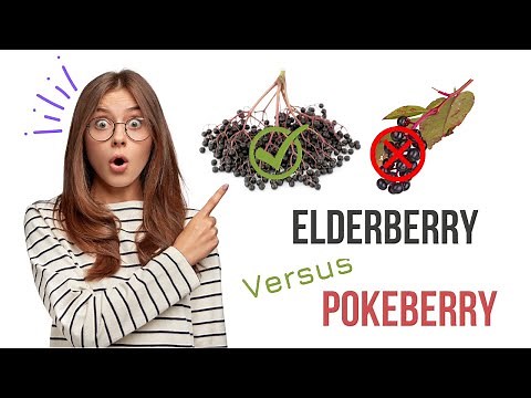 What Does Elderberry Look Like Versus Pokeberry?