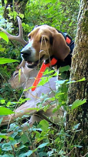 193 reactions | Deer tracking dogs are good to have on speed dial #huntgarmin #deerhunting | Fishing & Hunting Texas | Facebook