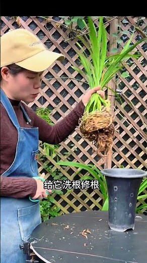 Save Your Plant! Root Rot Removal Guide 🌿 Quick Fix