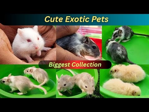 Recent Price Update Of All Exotic Pets at Serampore Pet Market | west Bengal | Unique Collection |