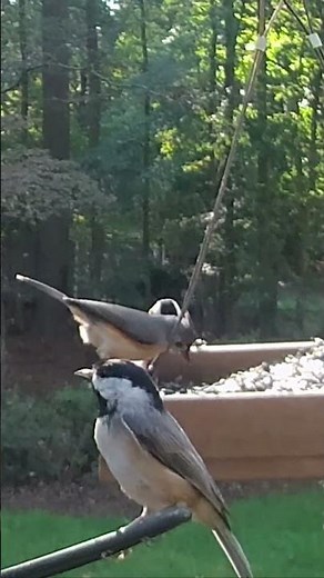 Cardinal, Titmice, and Chickadees Share the Feeder