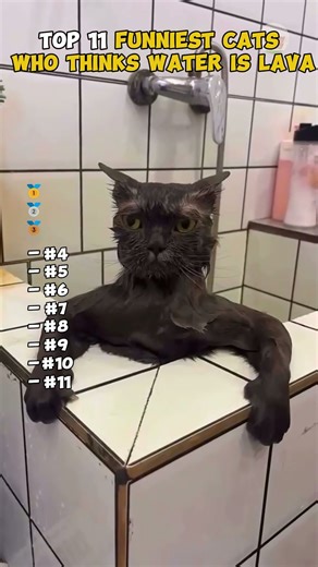 Top 11 FUNNIEST CATS WHO THINKS WATER IS LAVA!