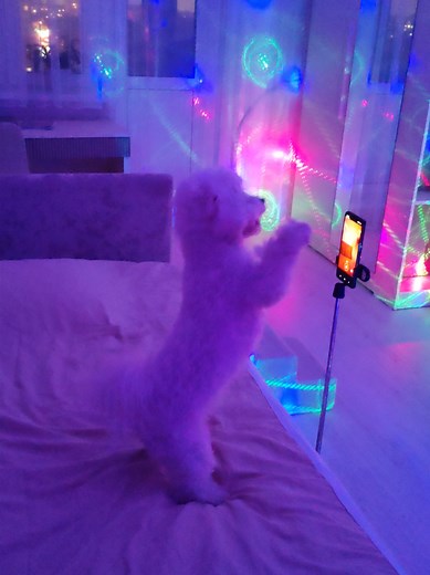 Dancing Poodle Showcases Adorable Moves