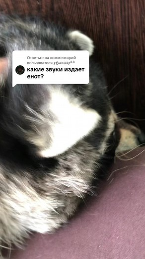 ЕНОТ ПУСИЧ (@enot_pussych) - Squeaky Toy Sound Effect for Pets and Animals