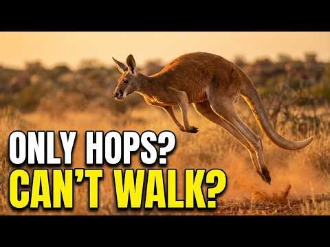 Why Do Kangaroos Hop Instead of Walk?