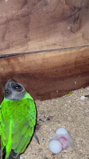 Senegal Parrot Captive Breeding Fostering Chicks