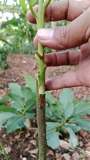 Beyond Avocado: Applying Bark Grafting to Other Exotic Fruit Trees #graftingtutorial #avocado