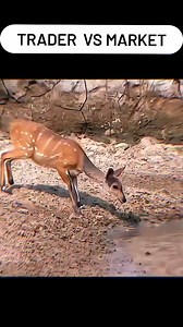 3.5K reactions · 223 shares | •POV: Scalper Vs Market 礪亮...