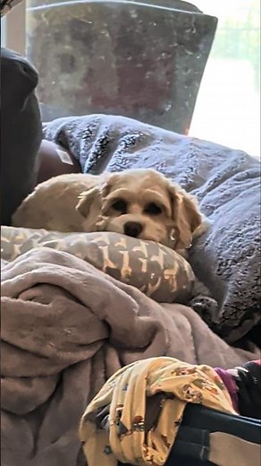 Cavapoo Luna's Snack Regret & Side-Eye