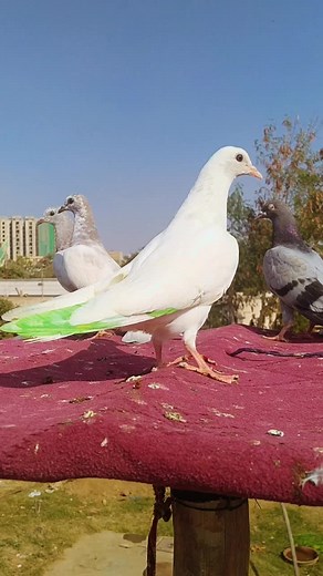 Kabootar Video Compilation - TikTok Kabutar Songs & More