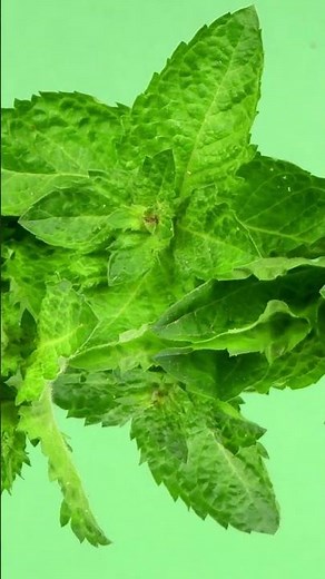 ¡Descubre el MEJOR remedio para ALEJAR los ratones de tu hogar!