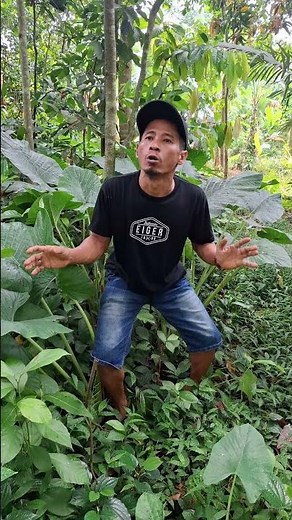 masteran burung viral lucu bikin ngakak hiburan warga+62 funny videos #funny #shorts #viral
