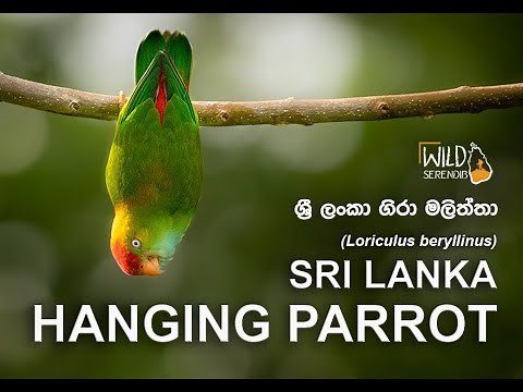 Sri Lanka Hanging Parrot |ශ්‍රී ලංකා ගිරා මලිත්තා | Documentary Video