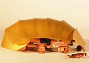 High-Speed Footage Shows Why Cockroaches Are So Difficult to Crush (Video)