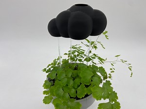 Houseplant Watering Cloud - Black - Etsy