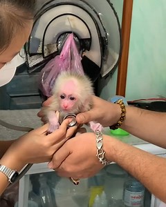 48K views · 941 reactions | Adopt an Abandoned Baby monkey AKA Pneumonia at the veterinary station | Monkey Xuka | Facebook