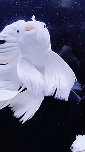 Beautiful #jyaquarium #fishtanks #aquarium #reef #koi #glassspace #reeftank #river #butterflykoi | J&Y Aquarium