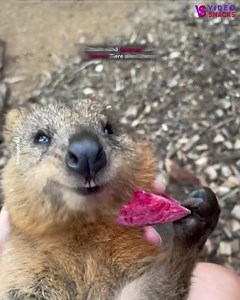 Quokkas sind einfach die Besten! 🥹😍 #videosnacks #funfacts #quokkas #quokka #quokkaselfie #süß #cute #tiere #tierliebe #animals #animallove #funfact #australien #rottnestisland #lustig #funny | Video Snacks