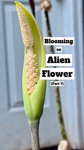 6.6K views · 410 reactions | Blooming an alien flower (part 7) - #alien #bizarre #funky #plantreels #amorphophallus #aroid #araceae #aroidaddicts #aroidlover #plants #plantsmakepeoplehappy #plantsmakemehappy #plantlover #plantsofinstagram #rareplants #flowers #bloom #nofilter #flowerstagram #nature #plant #plants #rustyexotics | RustyExotics Nursery | Facebook