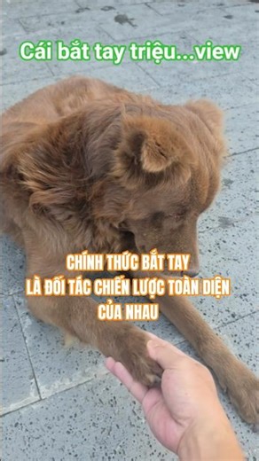 CÁI BẮT TAY TRIỆU VIEW GIỮA SEN VỚI KYKY. #funny #dog #pets #thucung #trending #shorts #dongvat