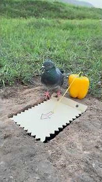Unique DIY Pigeon Bird Trap #camping #outdoors #bushcraft