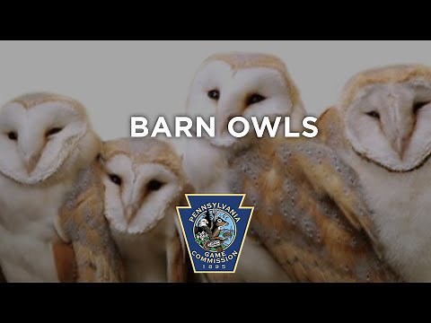 Barn Owls