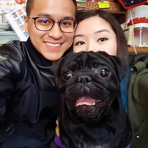 2.4M views · 3.5K reactions | This cafe is full with pug puppies to play with (via In The Know: Life) | Yahoo News | Facebook