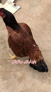 2.6K views · 98 reactions | Call&whats app no 03177411944.. #aseellovers #poultry #aseelmurgha #Babar #AseelFarm #Mianwali | Babar Aseel Farm Mianwali | Facebook