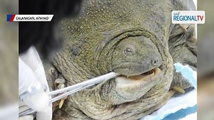 Pambihirang giant softshell turtle na ‘endangered’ na, nalambat sa Apayao River
