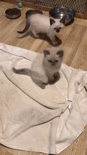 ✨ Siamese Kittens Available for Adoption! ✨Meet our adorable male and...