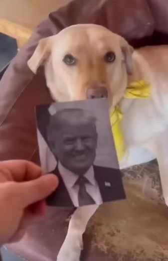 Putin ?!😱🥵 #putin #putinedit #PRORUSSIA #russia🇷🇺 #fy #goviral #foryoupage