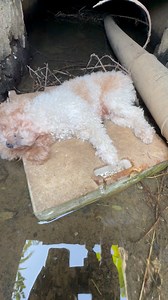 1.2M views · 35K reactions | Rescue mother and child dog | Rescued Hearts Animal | Facebook