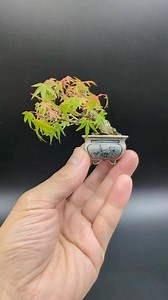 23K views · 763 reactions | Mini Japanese maple Mame by @makoto_zenpukuji #mame #bonsai #bonsaisociety #plants #trees #plantlovers #plantsmakemehappy #plantsinpots #plantcollection | Bonsai Society | Facebook