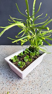 14K views · 209 reactions | Fern with Jade Cuttings . . . #ferns #fernplant #jade #JadePlant #jadecutting #plants #plantreels #plantreel #gardening #homegardening #plantdecoration | Planting & Decoration | Facebook