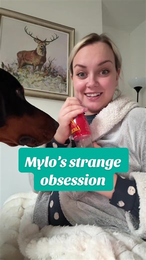 Understanding Doberman Quirks and Traits