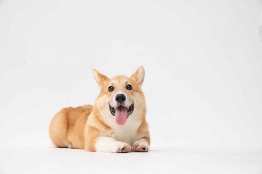 Corgi : 10 traits de caractère de la race – Botaneo