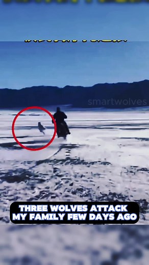 #mongolia #wolf #pack #wolfhunters #wildlife #snow