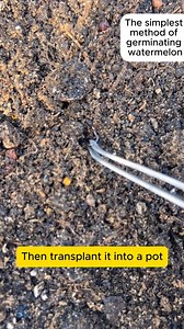 94K views · 855 reactions | The Easiest Way to Grow Watermelon #gardening #garden #gardeningtips #gardenlife #gardeninspiration #gardenideas | Gardening Ideas | Facebook