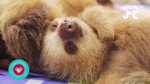 Since 2008, 5000 animals have been received at Jaguar Rescue Center. Sound on to listen to our founder @encarjrc and how it all started! #GivingTuesday #jaguarrescuecenter #togetherwegive | Jaguar Rescue Center