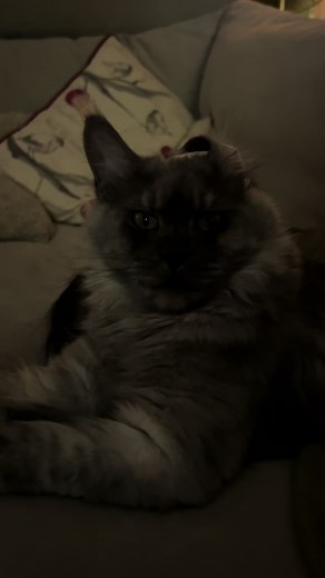 Understanding Maine Coon Cats: Traits and Care Tips