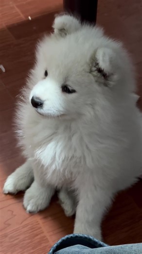 TV.movie (@pjze5xqfo7)’s videos with The Cuppycake Song - Amy Castle