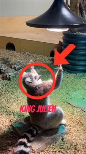 funny animals that's make you happy #funnyanimal #entertaininganimals #shorts