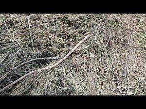 Harbor Freight Lynxx hedge trimmer and pole saw review