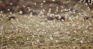 Swarm of locusts, invasion of the locust slow motion. Plain in the highlands. Arashan. Cloud of locusts rises into air alarmed by someone. No vegetation. Locust completely blends in with surroundings Stock Video