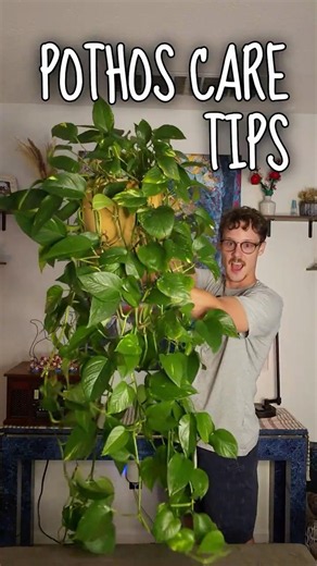 How to care for POTHOS in 30 seconds!
