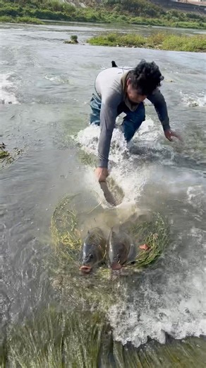 Fish making nest like birds