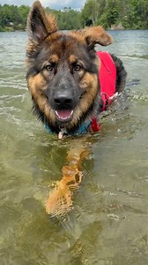 395K views · 28K reactions | My Fluffy German Shepherd Learns To Swim  #OnyxVsTheLake #HousewolfChronicles #TheBigPotato #WaterloggedButBrave #SoggyButDetermined #PaddleboardDisrespect #UnsupervisedSwimming #FlopToFreedom #ClingyKing #GermanShepherdSaga #SplashOfShame #PotatoPowered | Jade the Sable GSD | Facebook