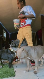 Oreo and Billyanna 🔥🦍 | Dc Doggang