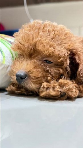 Heidi’s Weekend Photoshoot 🐾✨ Cutest Toy Poodle Ever!